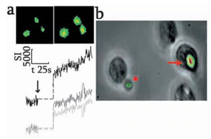 Use of DCDHF as an Oxidative Indicator During Phagocytosisy Use of DCDHF as an Oxidative Indicator During Phagocytosisy
