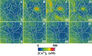 [Ca2+]i Response to ATP