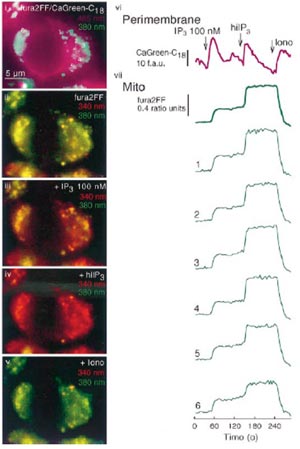IP3-induced Intracellular [Ca2+]c and Mitochondrial [Ca2+]m Responses
