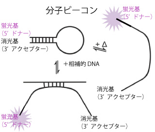 図1　モレキュラービーコンのループが開くと蛍光が発生する二つの過程（左）cDNAとのハイブリダイゼーション，（右）加熱処理