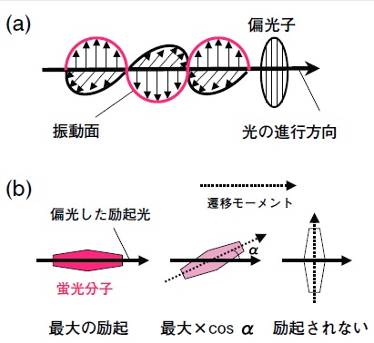 図2　偏光と光選択