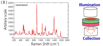 Figure 3? Comparison between Raman micro mapping?A?and TRS?B?for a two-layer tablet. Blue line is API side spectrum. Red line is expieut side spectrum.