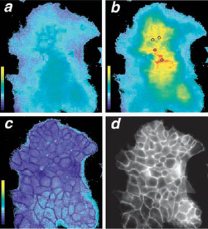 Measurement of Extracellular Near-membrane [Ca2+]