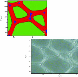 Thin section of wood cells
