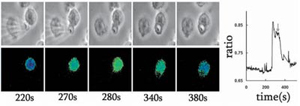 Local Oxidase Activation and Ca2+ Signal Reported by Fura2-dextran Conjugate