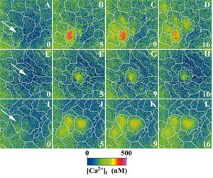 Mechanical Stimulation Increases Ca2+ Waves
