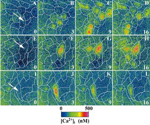 Mechanical Wounding Increases Ca2+ Waves