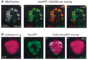 Mitochondria [Ca2+]m in Single Cells