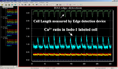 Simultaneous measurement of Ca2+ and myocyte cell length