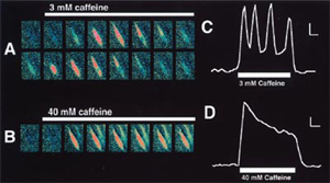 Regenerative Calcium Oscillations