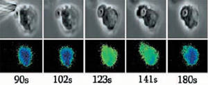 Simultaneous Measurement of Phagocytosis and [Ca2+]i