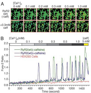 Single HEK293 Cell Ca2+ Imaging