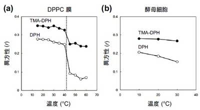 図3　DPHとTMA－DPAの分子構造と脂質二重層への局在