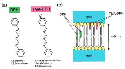 図4　DPPCと酵母細胞膜におけるDPHとTMA－DPHの異方性測定