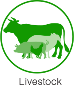 Livestock
