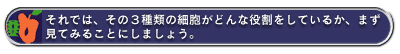 それでは、その3種類の細胞がどんな役割をしているか、まず見てみることにしましょう。