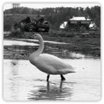 『あしたの福島』掲載媒体：日経産業新聞