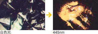 白色光/445nm