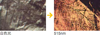 白色光/515nm