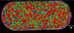 Colour coded Raman image of a tablet 