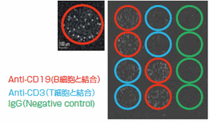 B細胞と結合,T細胞と結合,igG