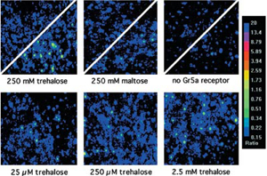 Dose-dependence of Trehalose Response in S2-Gr5a Cells Dose-dependence of Trehalose Response in S2-Gr5a Cells
