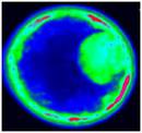 Bovine Embryo Bovine Embryo