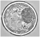Bovine Embryo Bovine Embryo