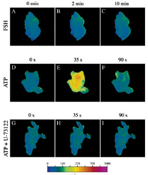 Intracellular Ca2+ Concentration of ROG Cells in Response to FSH and ATP Intracellular Ca2+ Concentration of ROG Cells in Response to FSH and ATP