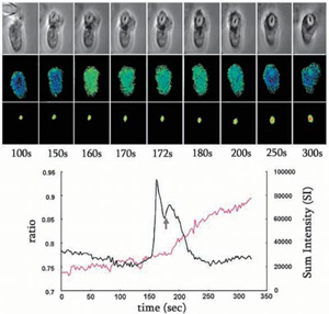 Correlation of Oxidative Activation with Ca2+ and Phagocytosis Correlation of Oxidative Activation with Ca2+ and Phagocytosis