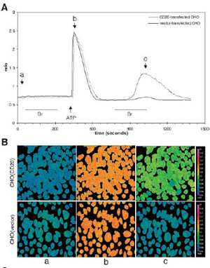 Store-Operated Sr2+ Entry Store-Operated Sr2+ Entry