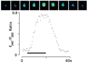 Time Course of Trehalose Response in S2-Gr5a Cells Time Course of Trehalose Response in S2-Gr5a Cells