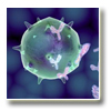 Serology