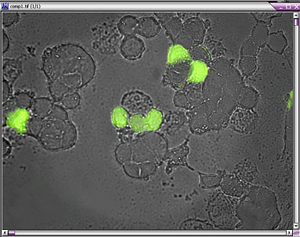 Cells Expression Redo-GFP Cells Expression Redo-GFP