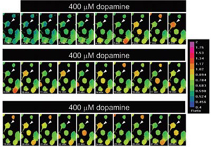 Dopamine-induced Ca2+ Transients in Rat MSN Dopamine-induced Ca2+ Transients in Rat MSN